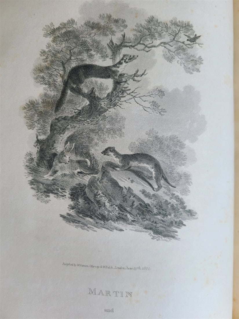 1805 CABINET of QUADRUPEDS ILLUSTRATED 2 FOLIO VOLUMES antique in ENGLISH - 11