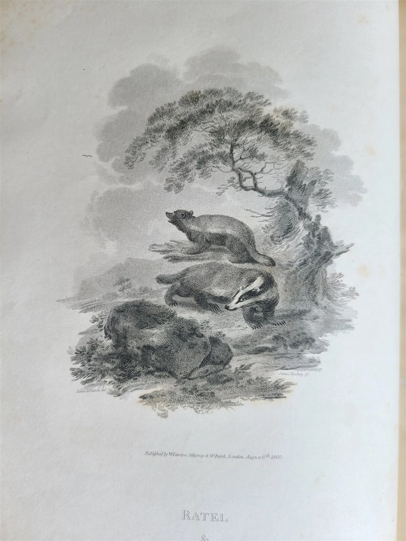 1805 CABINET of QUADRUPEDS ILLUSTRATED 2 FOLIO VOLUMES antique in ENGLISH - 13
