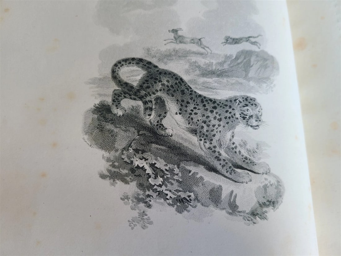 1805 CABINET of QUADRUPEDS ILLUSTRATED 2 FOLIO VOLUMES antique in ENGLISH - 14