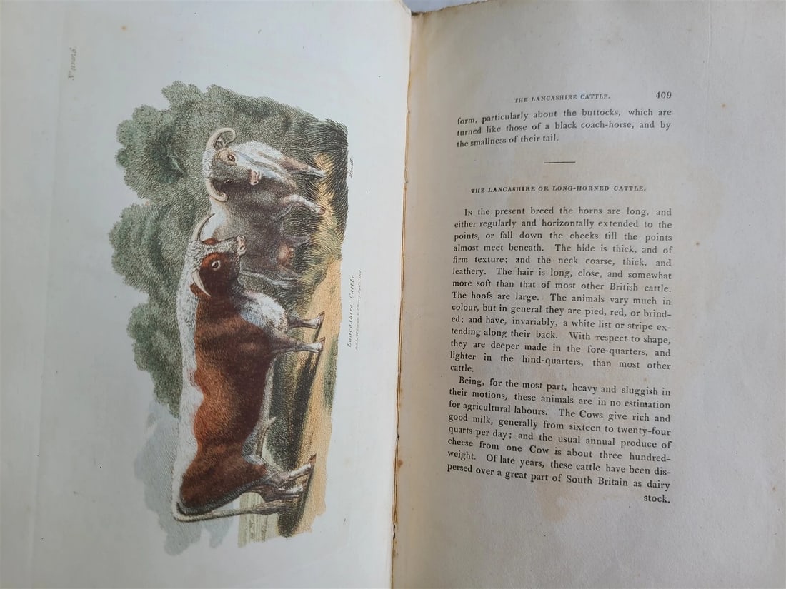 1809 BRITISH QUADRUPEDS by BINGLEY 2 VOLS FULLY ILLUSTRATED antique in ENGLISH - 13