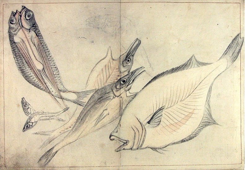 Anonymous: A Shoal of Fishes - Five Japanese ink drawings: Artist: Anonymous Title:"A Shoal of Fishes" - Five Japanese ink drawings Date:Late 19th / early 20th century Medium:Watercolor and black ink on paper. Size/Format:c. 10.5 x 15 inches, each.