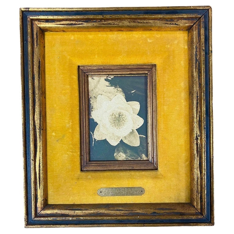 Still Life Floral "Water Lily" Oil on Board by James Pasqual Bettio: Original Still Life of a Water Lily Oil on Board with original hand-painted frame by James Pasqual Bettio. It features a brass tag with the artwork title "Water Lily" and the signature "Jim Bettio