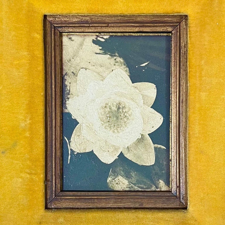 Still Life Floral "Water Lily" Oil on Board by James Pasqual Bettio - 4