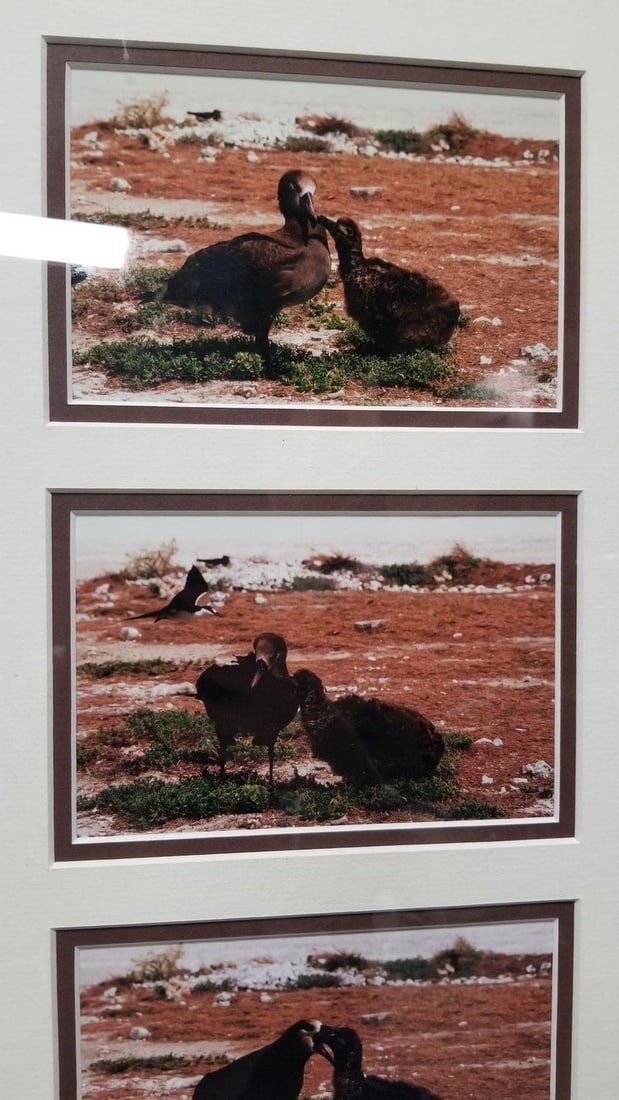 Framed Hawaiian Nature Photography Print Meaai by Photographer Michael Lemes - 2
