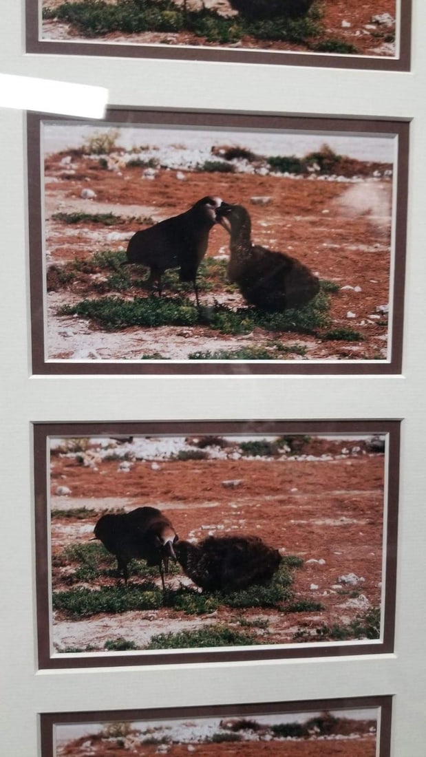 Framed Hawaiian Nature Photography Print Meaai by Photographer Michael Lemes - 3