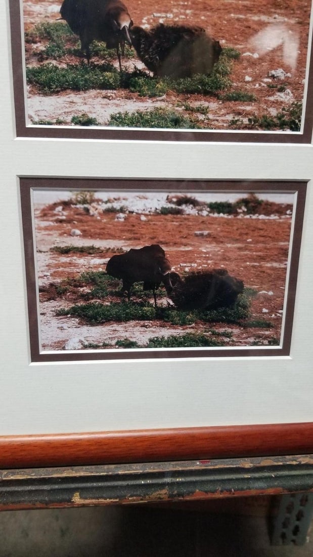 Framed Hawaiian Nature Photography Print Meaai by Photographer Michael Lemes - 4