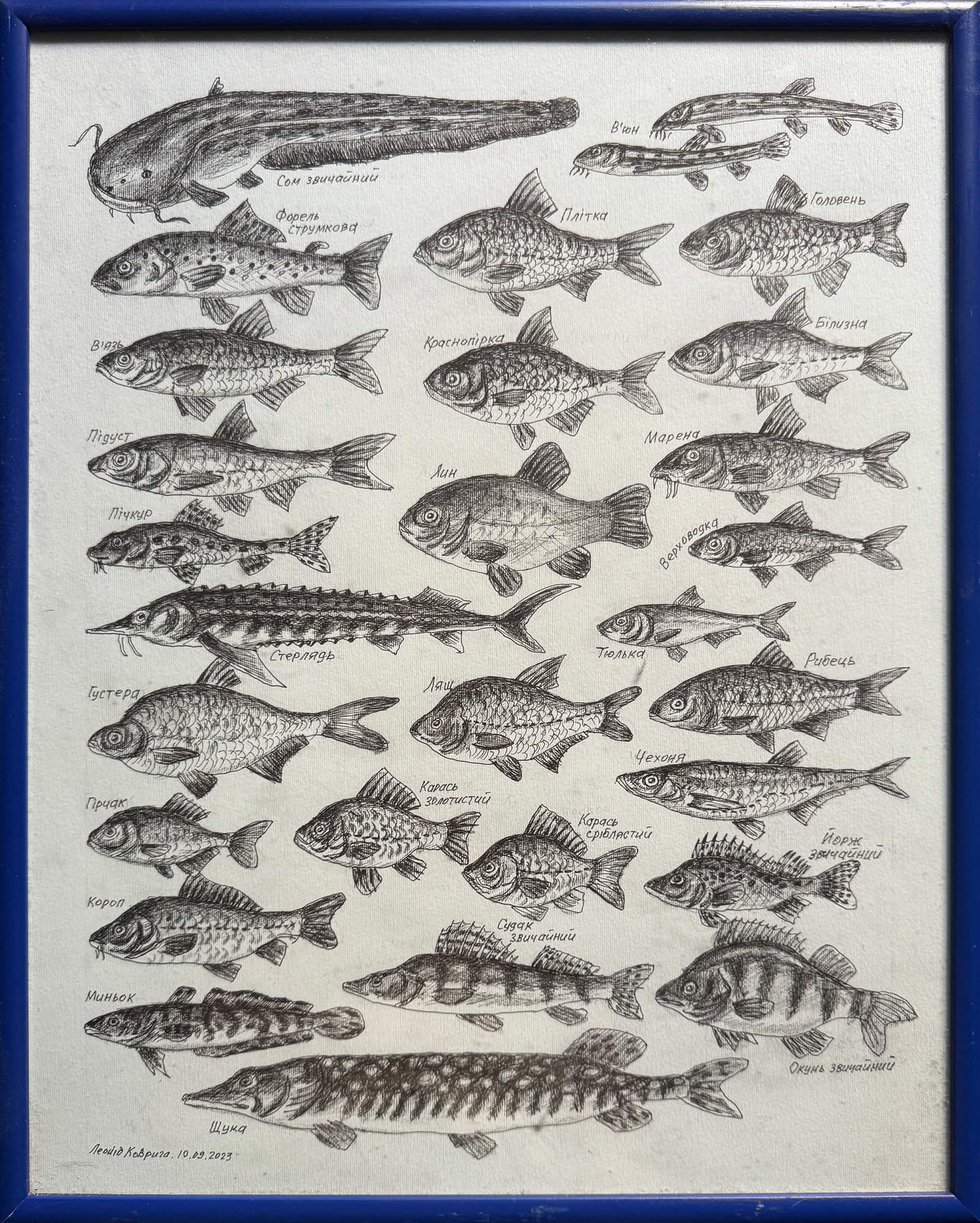 Oil painting with frame freshwater fish K. Leonid: Title: Oil painting with frame freshwater fish K. Leonid Description: 442KK Painter: K. Leonid S?ze: 50x40 cm/ 19.68x15.74 inches Components: ink, paper Original painting CONDITION: exellent ERA:2023 