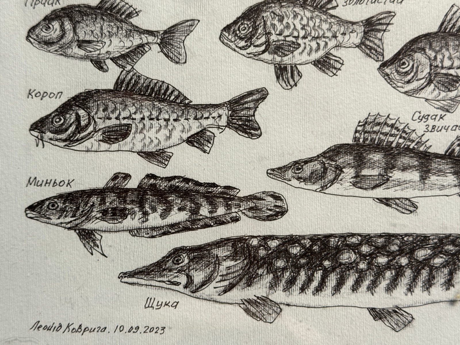 Oil painting with frame freshwater fish K. Leonid - 6