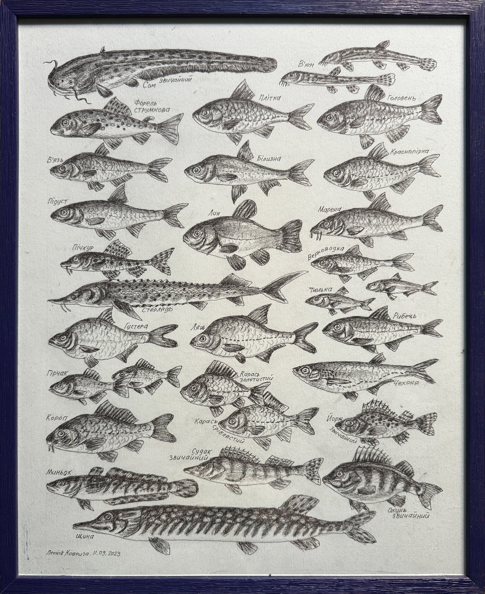 Oil painting with frame lots of freshwater fish K. Leonid: Title: Oil painting with frame lots of freshwater fish K. Leonid Description: 443KK Painter: K. Leonid S?ze: 50x40 cm/ 19.68x15.74 inches Components: ink, paper Original painting CONDITION: exellent E