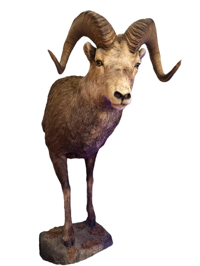 Vintage Stone Sheep Ram Taxidermy Mount Wall Decor: ; For a shipping quote or any questions, please send us a message or text a photo with your zip code 8475331945. Thank you Vintage Stone Sheep Ram Head Taxidermy Shoulder Mount Wall Decor Bring a uniq