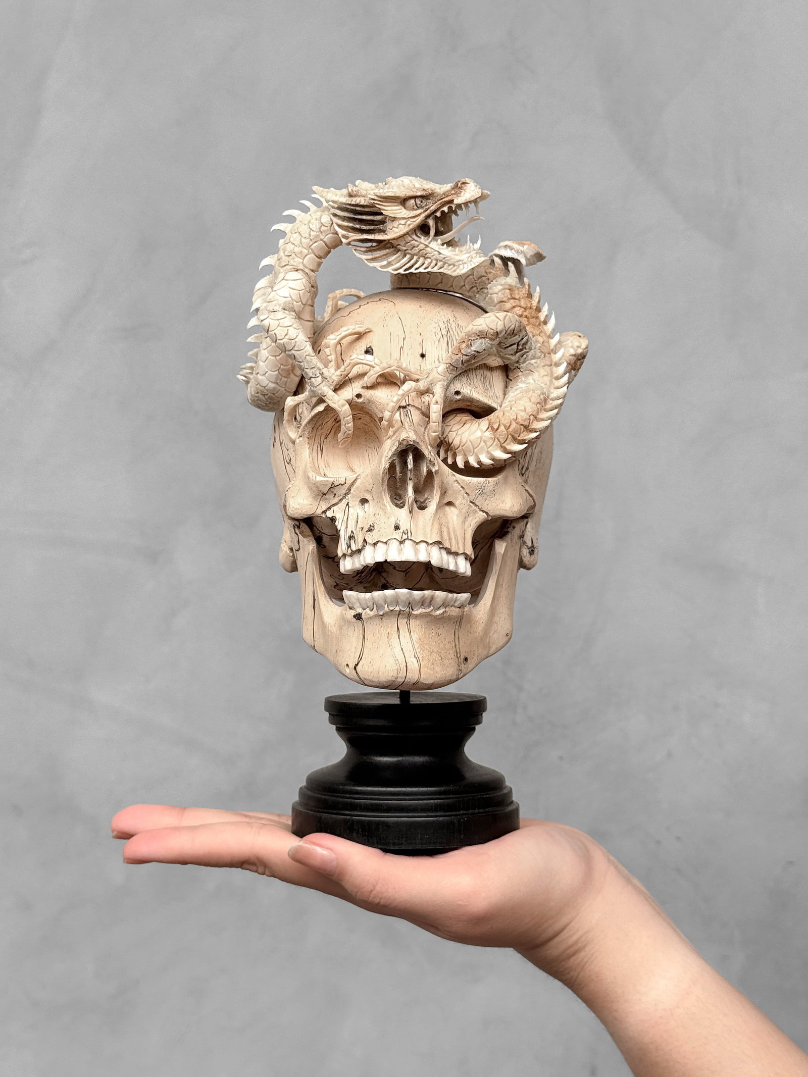 Human Skull With a stunning dragon carving: Title: Human Skull With a stunning dragon carving Maker:Unknown Origin: Indonesia Date/Period:2026 Materials:Tamarind Wood, Deer antler Dimensions:Height including stand: 24 cm / 9.4 inches, Width: