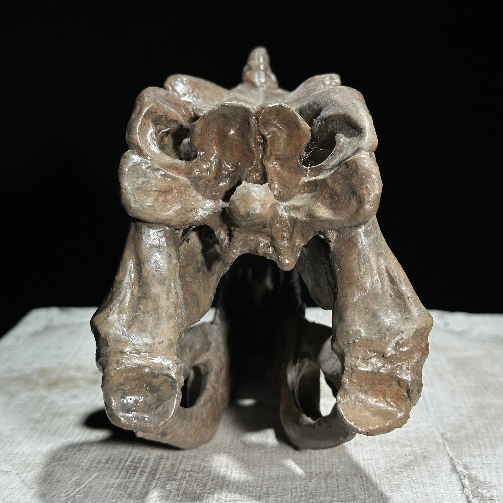 A Replica of a Dinosaur Skull - Ceratosaurus brown - 10