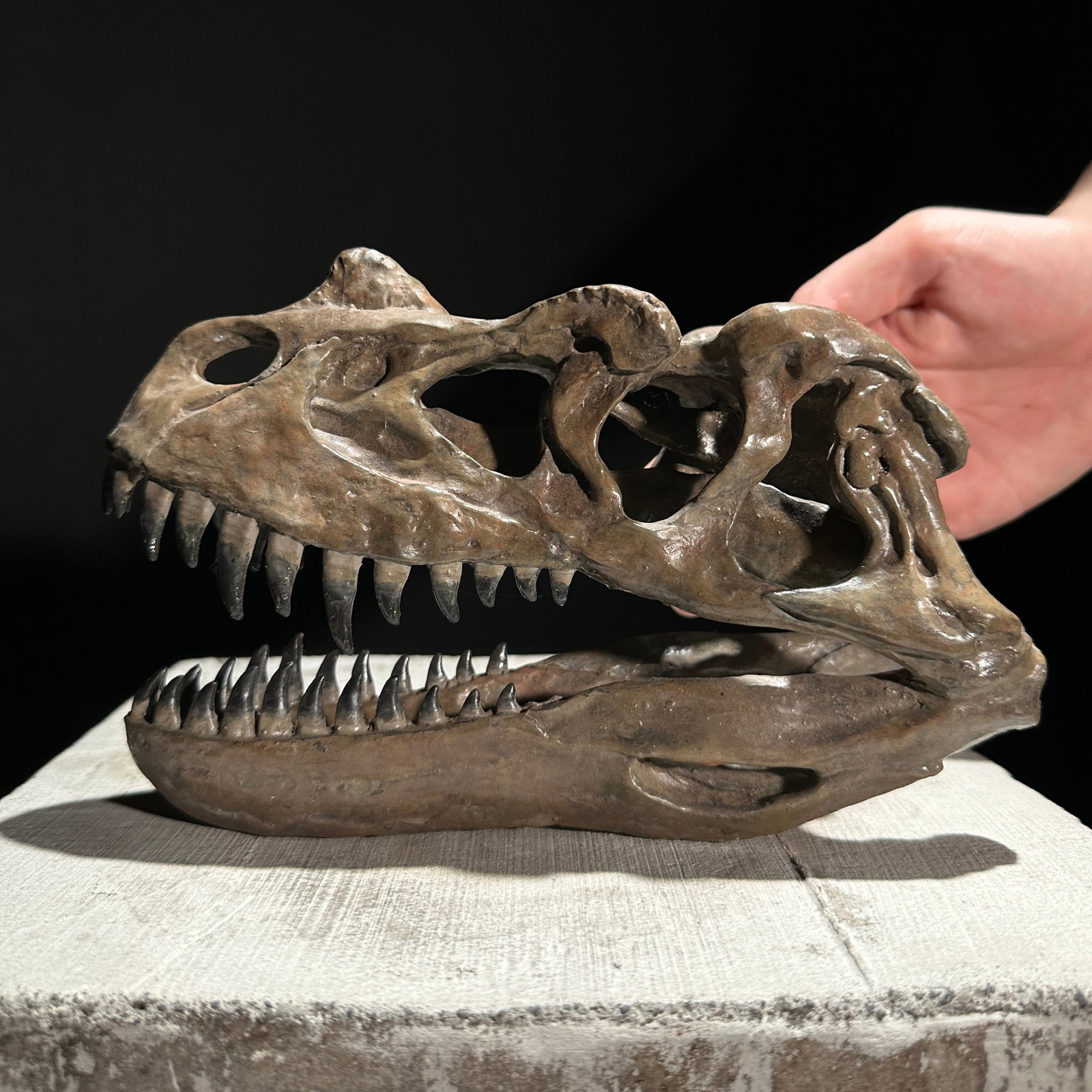 A Replica of a Dinosaur Skull - Ceratosaurus brown: Title: A Replica of a Dinosaur Skull - Ceratosaurus brown Maker:Unknown Origin: Indonesia Date/Period:2026 Materials:Resin, Iron Dimensions:Height: 14 cm / 5.5 inches Width: 21 cm / 8.2 inches