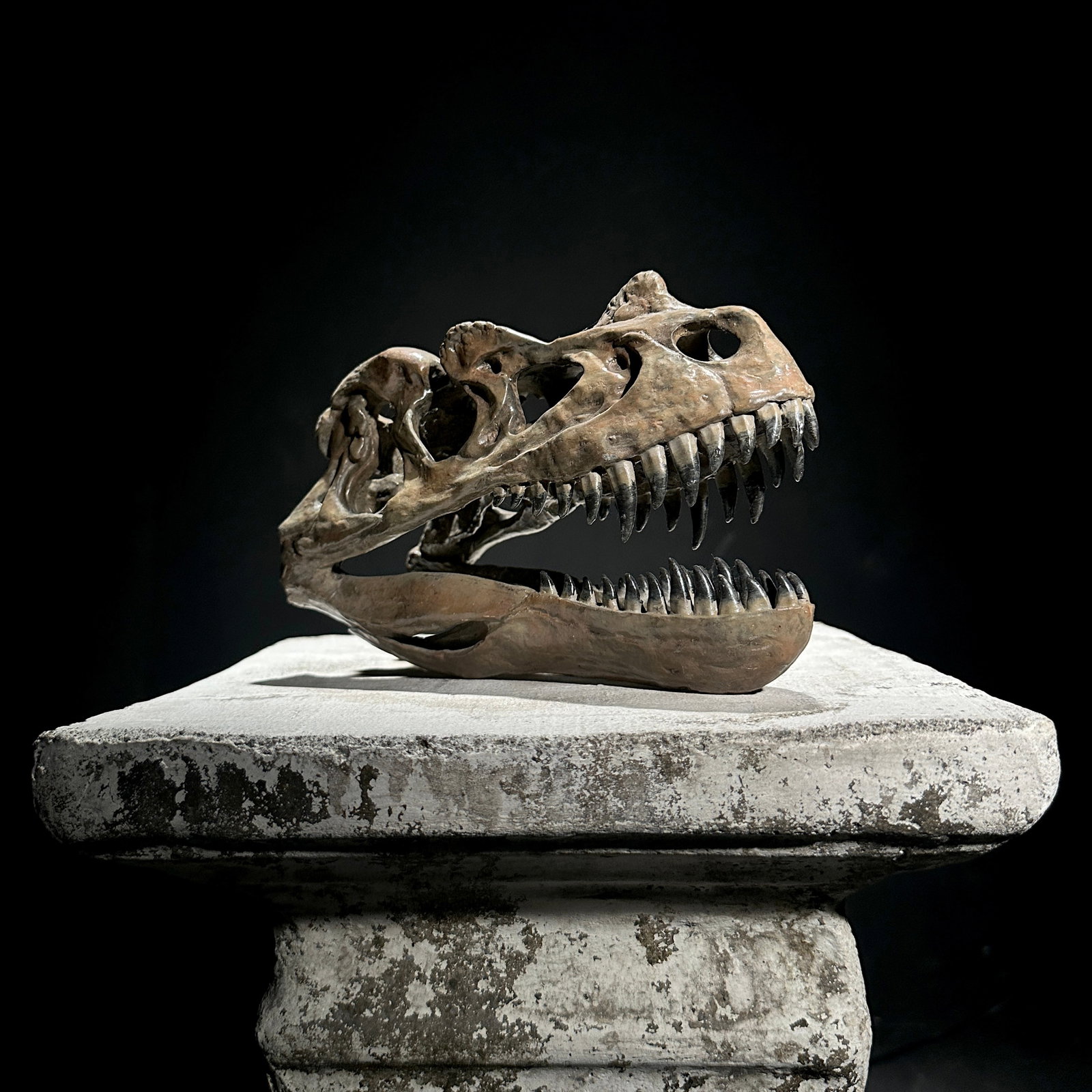 A Replica of a Dinosaur Skull - Ceratosaurus brown - 2
