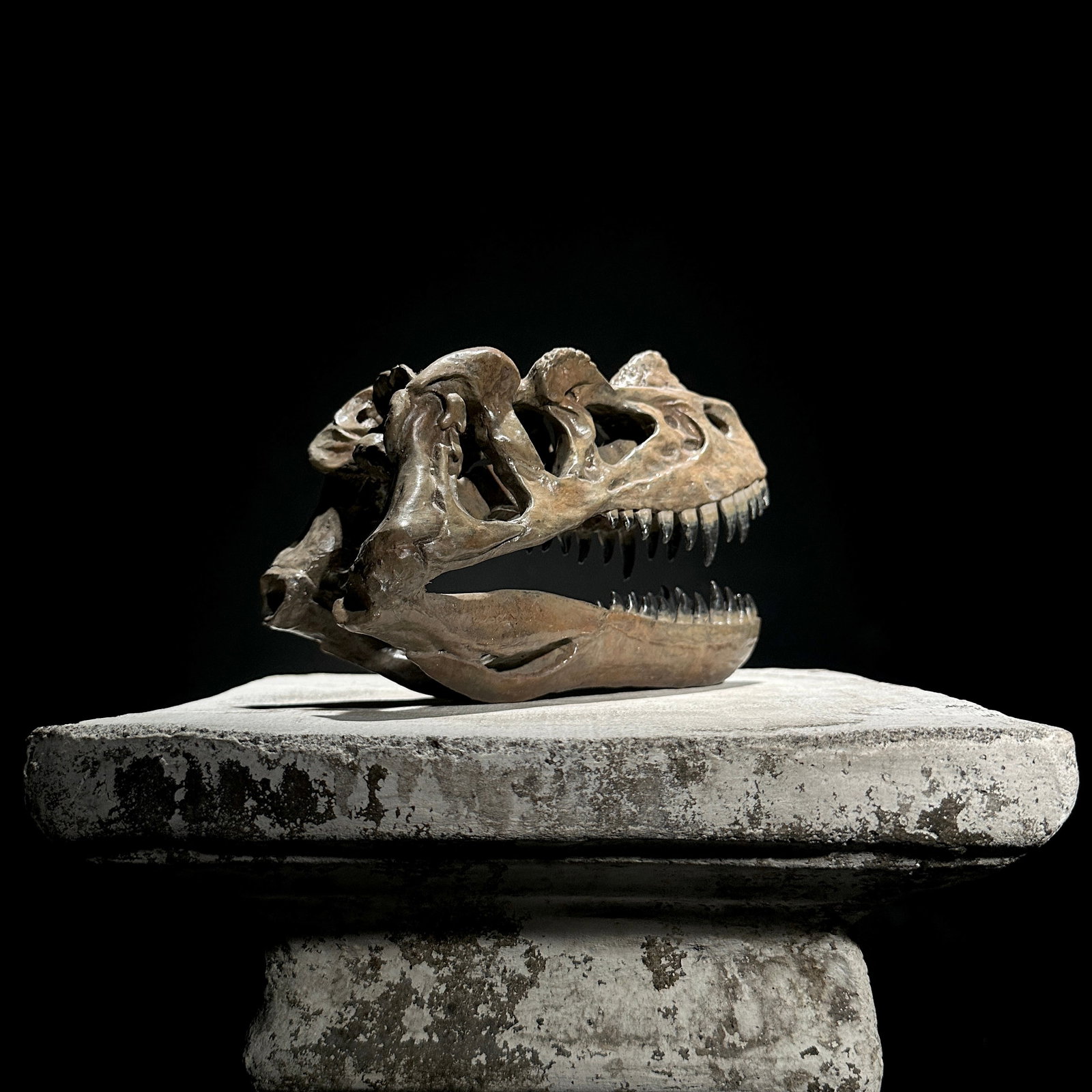 A Replica of a Dinosaur Skull - Ceratosaurus brown - 3