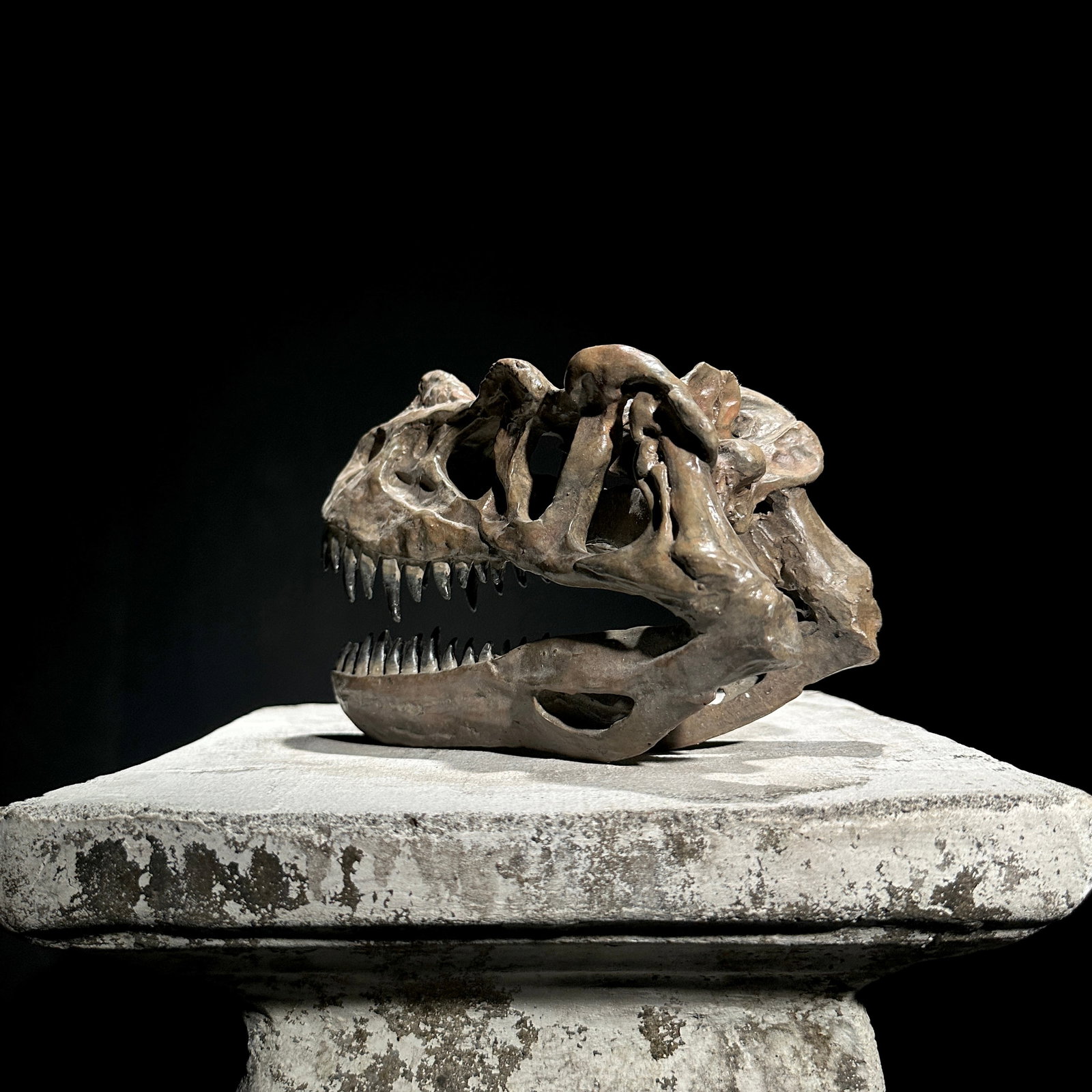 A Replica of a Dinosaur Skull - Ceratosaurus brown - 5