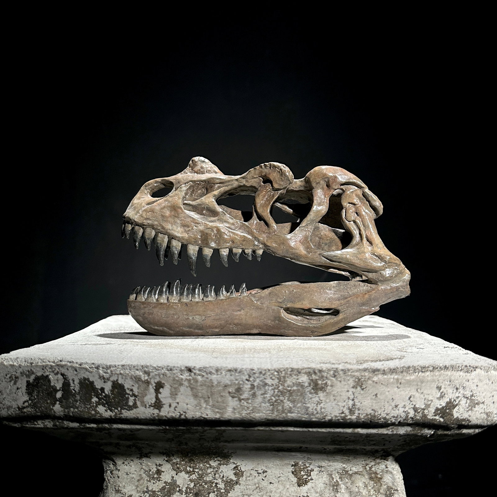 A Replica of a Dinosaur Skull - Ceratosaurus brown - 6