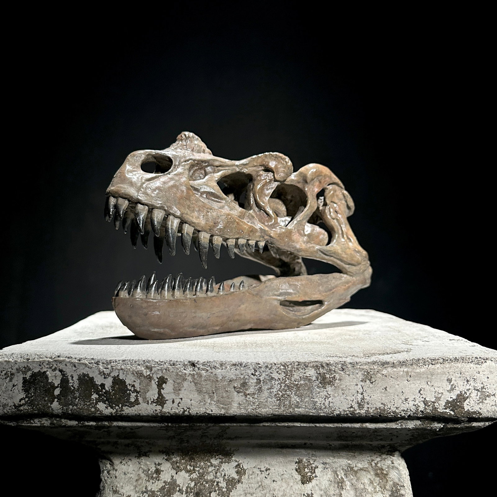 A Replica of a Dinosaur Skull - Ceratosaurus brown - 7