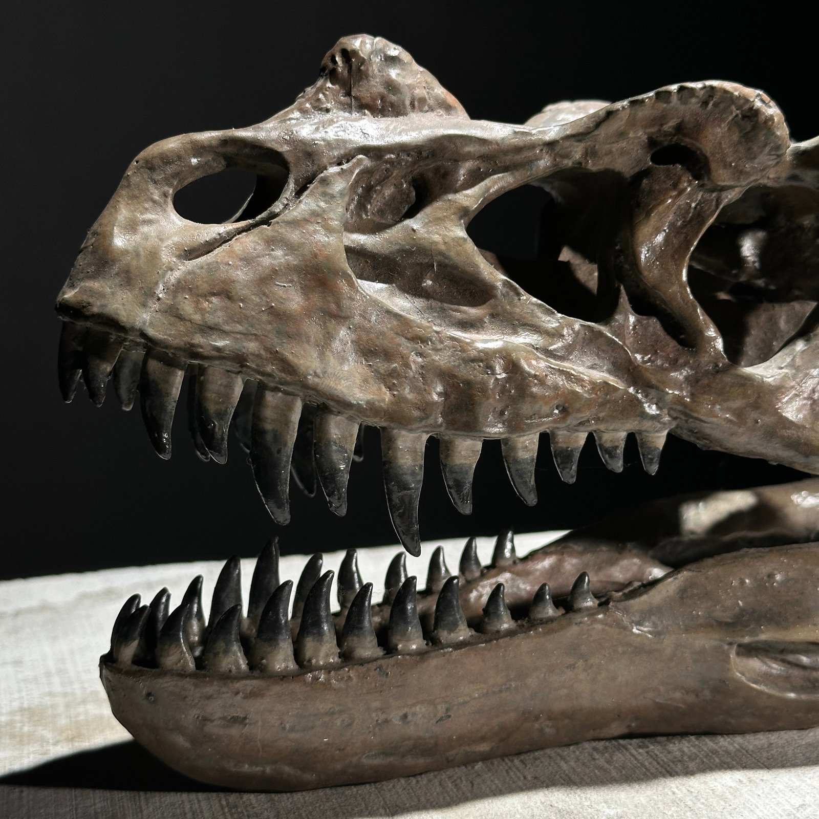 A Replica of a Dinosaur Skull - Ceratosaurus brown - 8