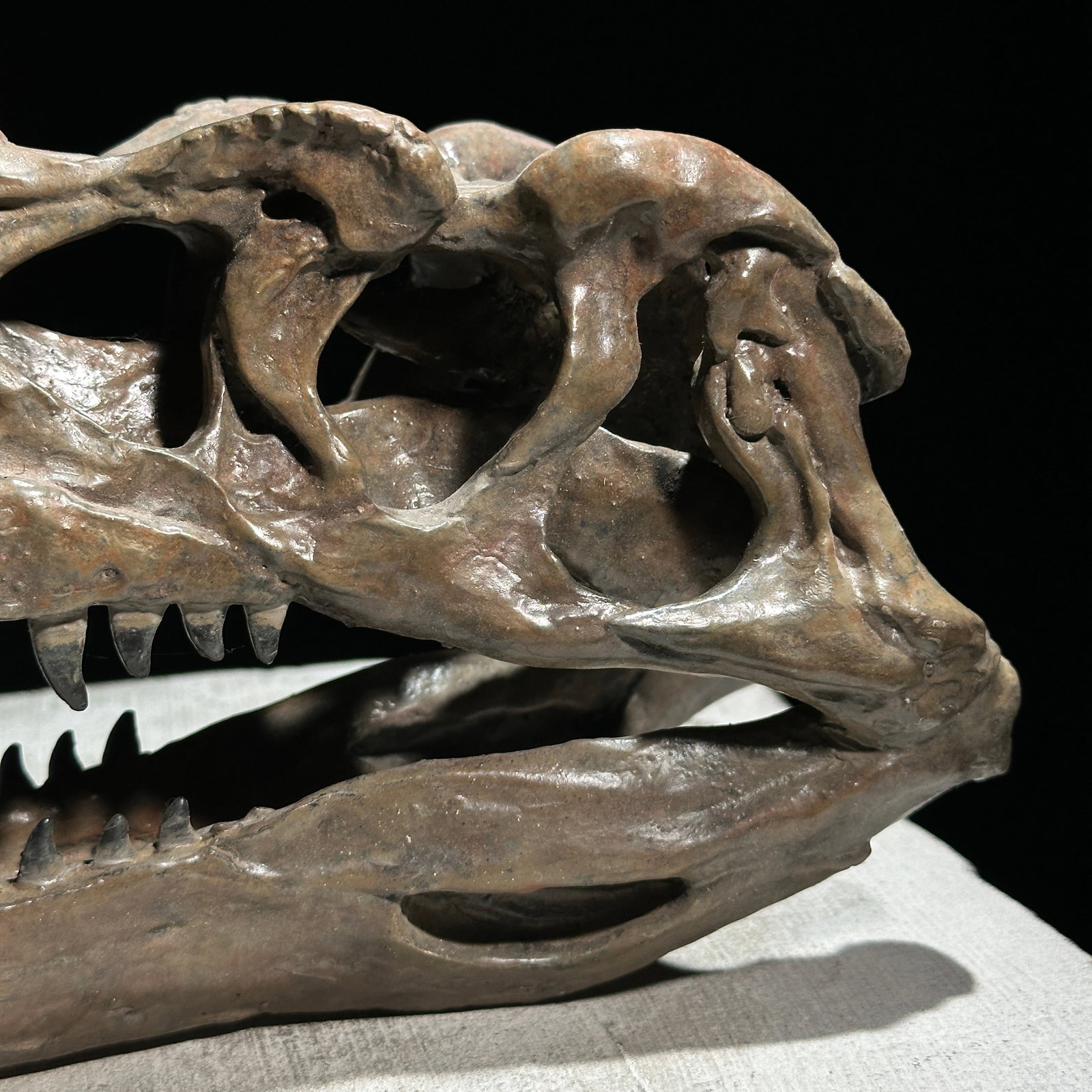 A Replica of a Dinosaur Skull - Ceratosaurus brown - 9