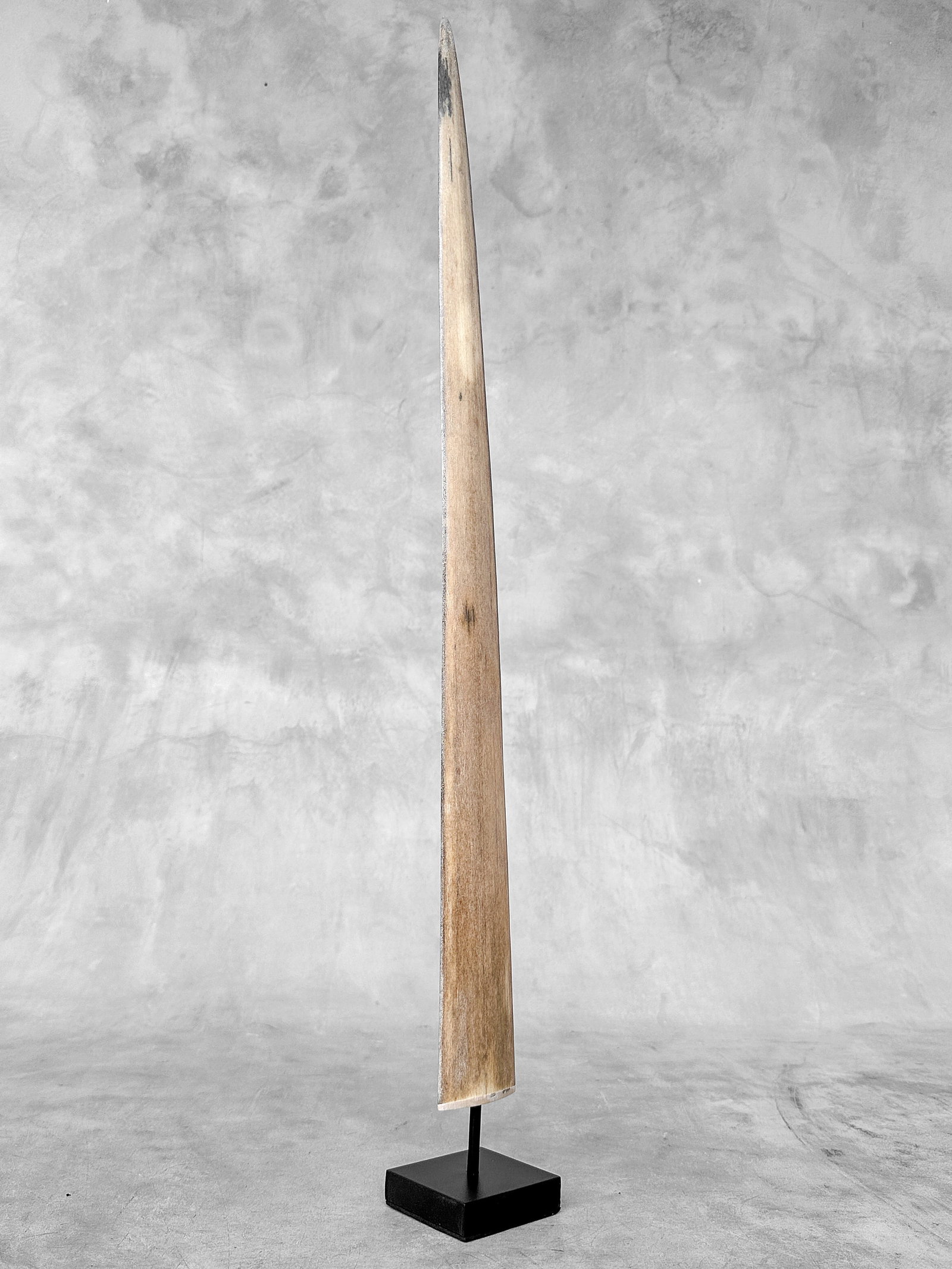 Swordfish tusk with stand (1 of 10)