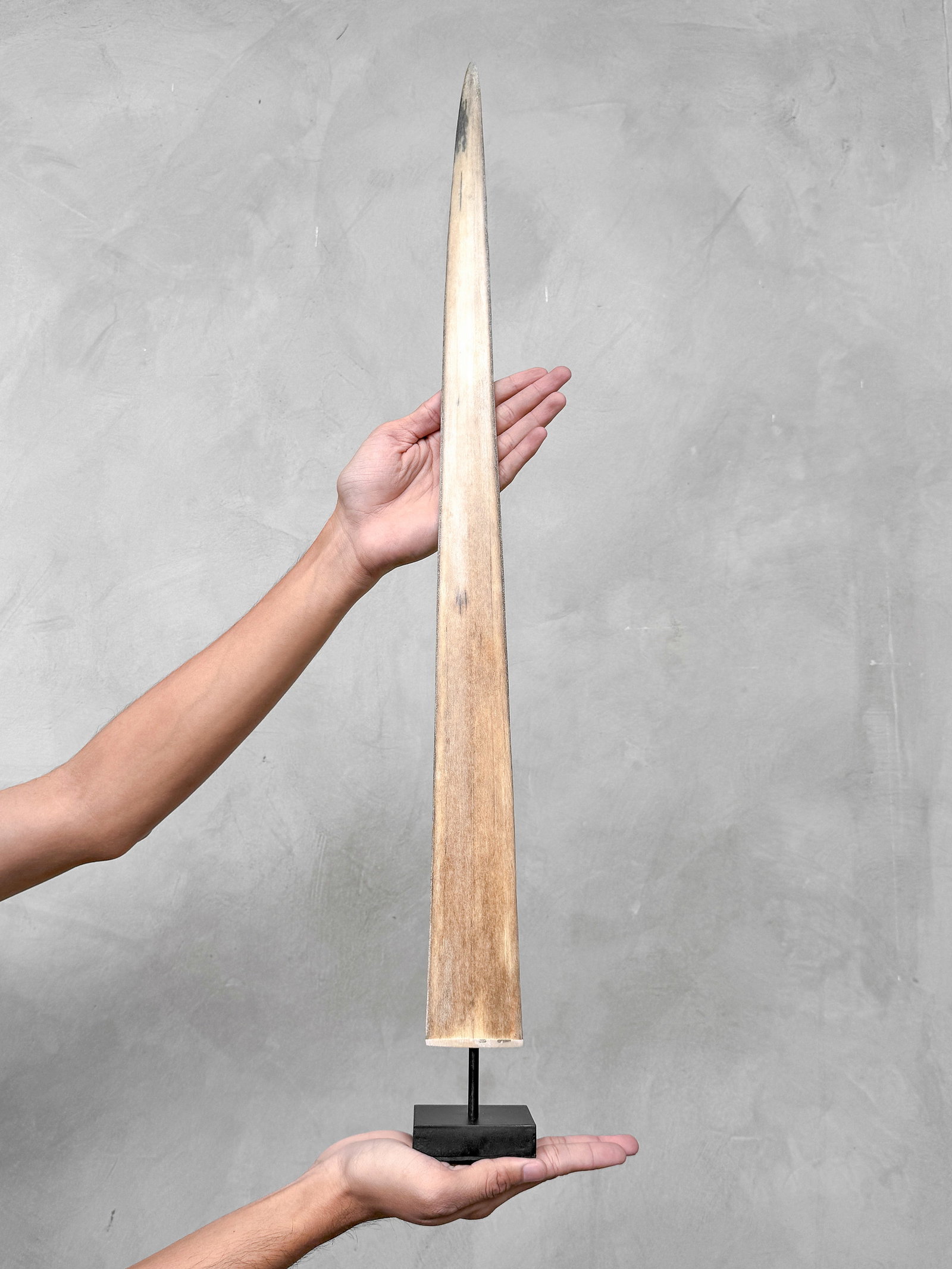 Swordfish tusk with stand - 2