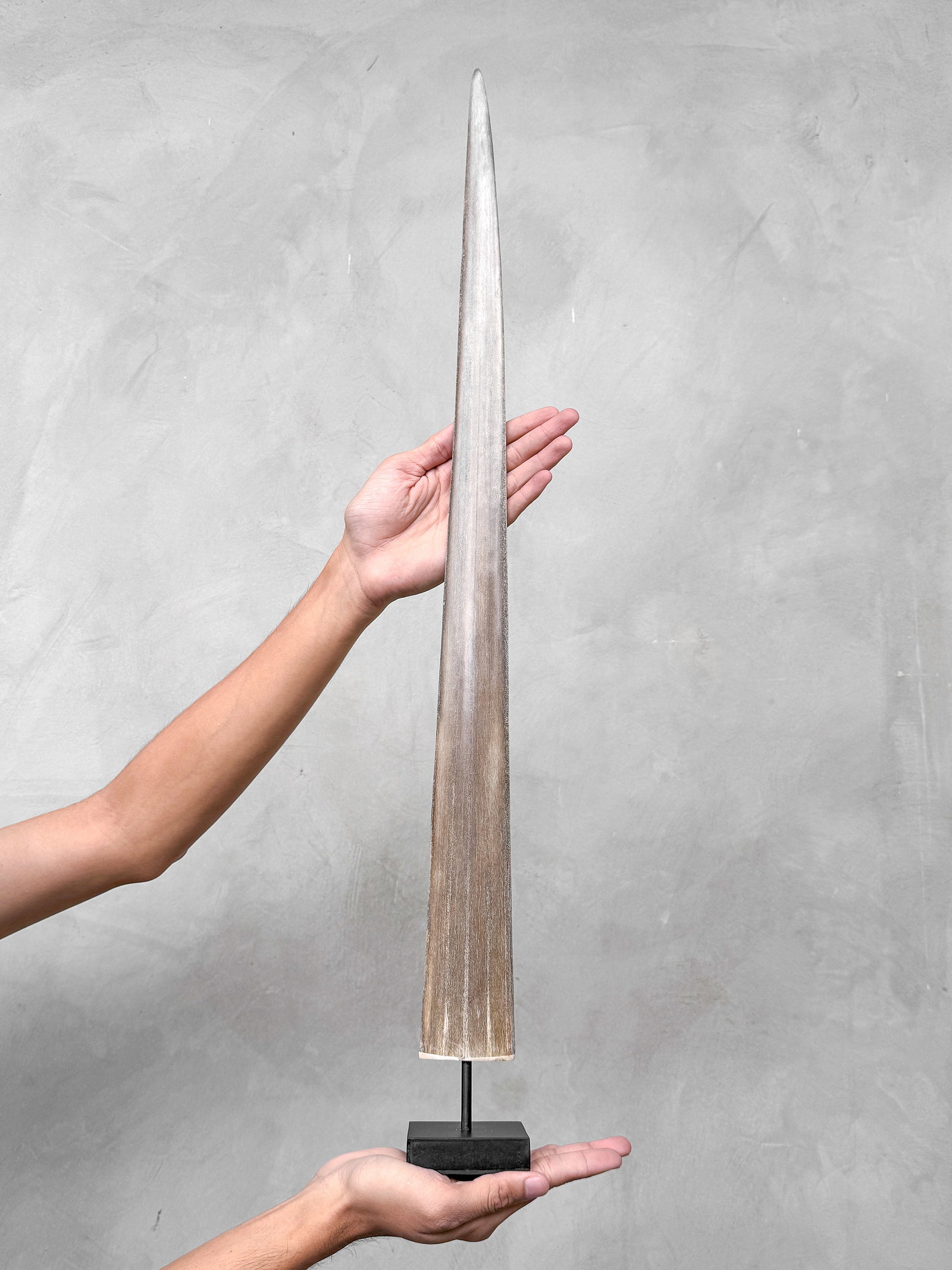 Swordfish tusk with stand - 3
