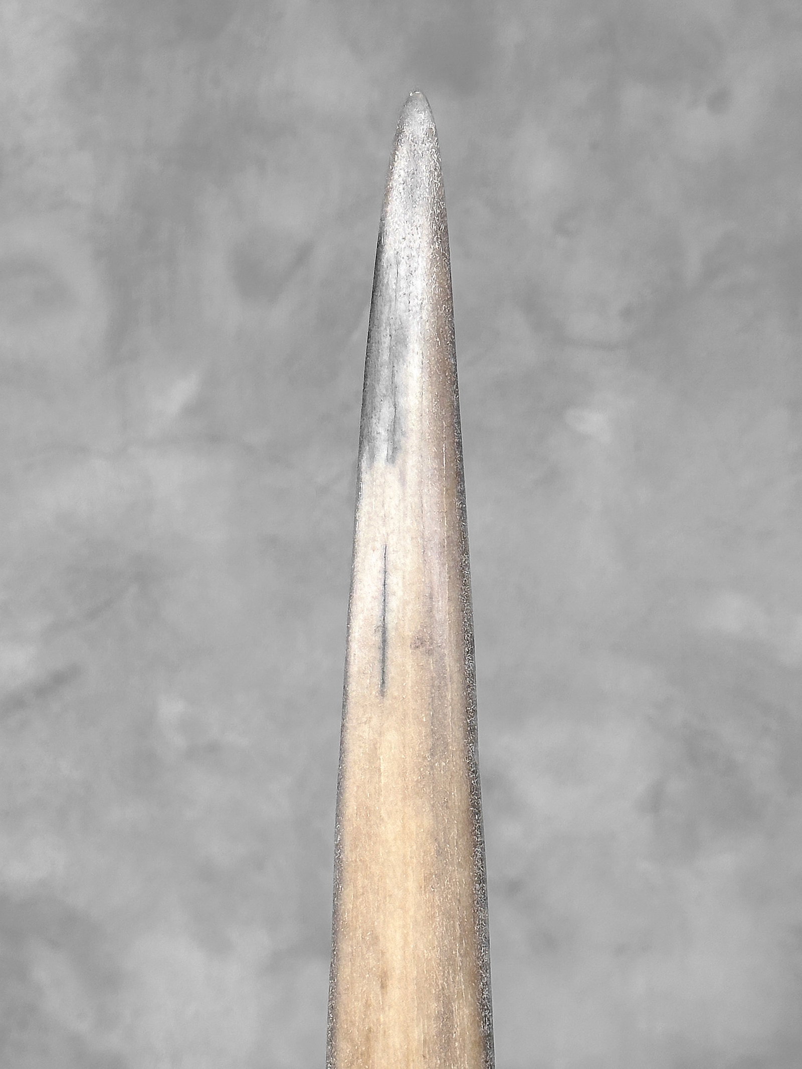 Swordfish tusk with stand - 8