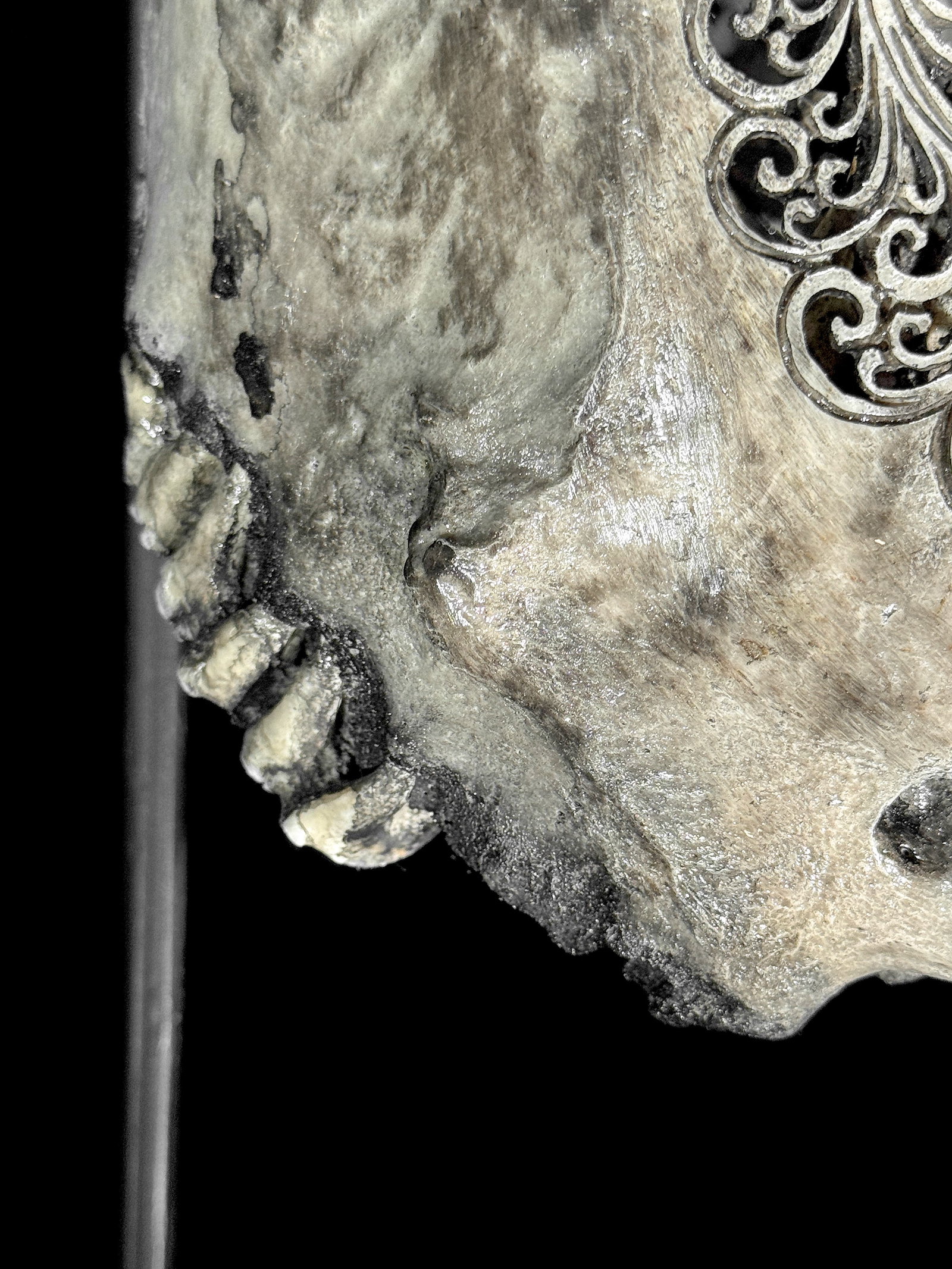 Grey bull's skull - Flower mandala motif - 6