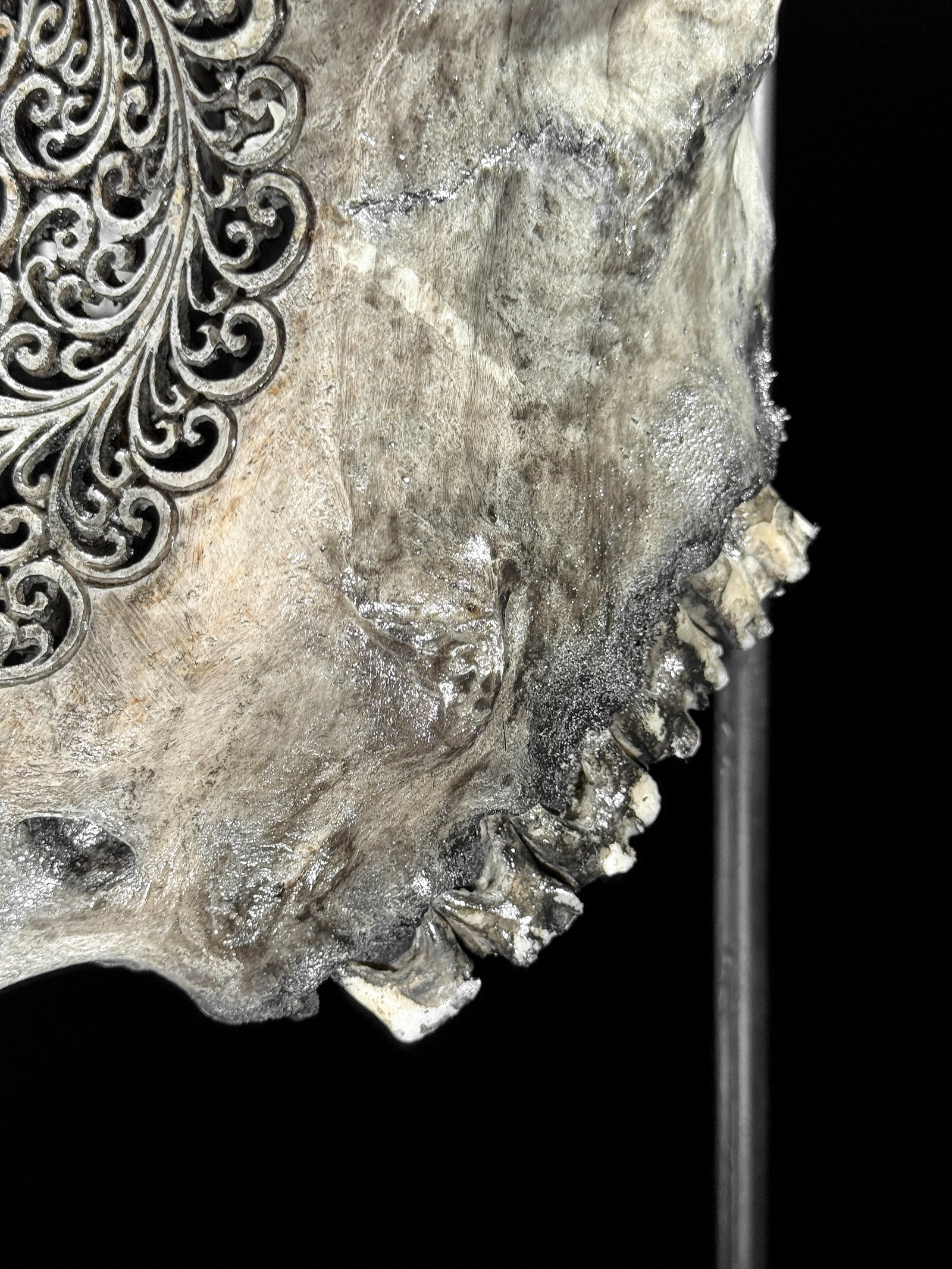 Grey bull's skull - Flower mandala motif - 9