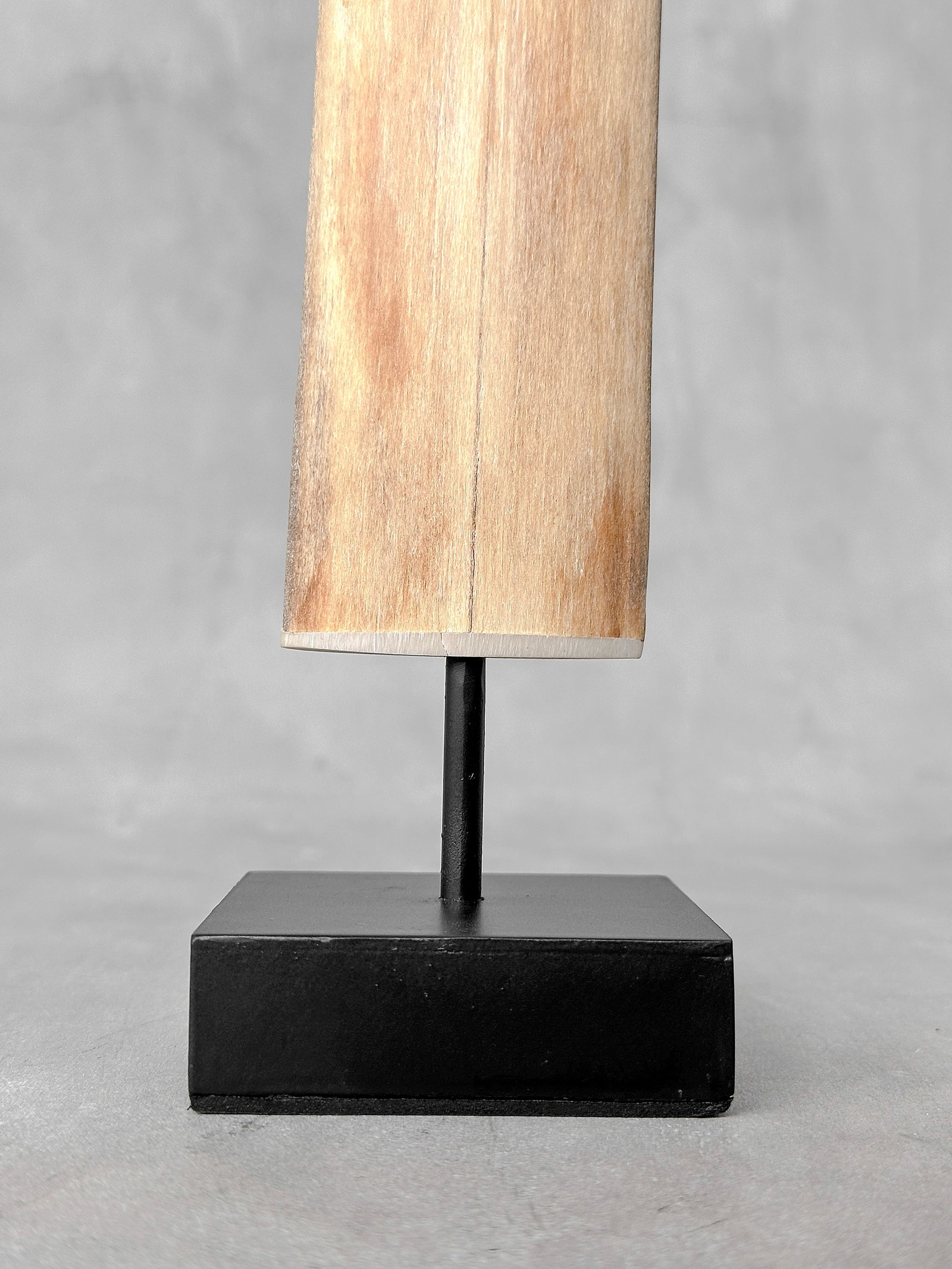 Swordfish tusk with stand - 4