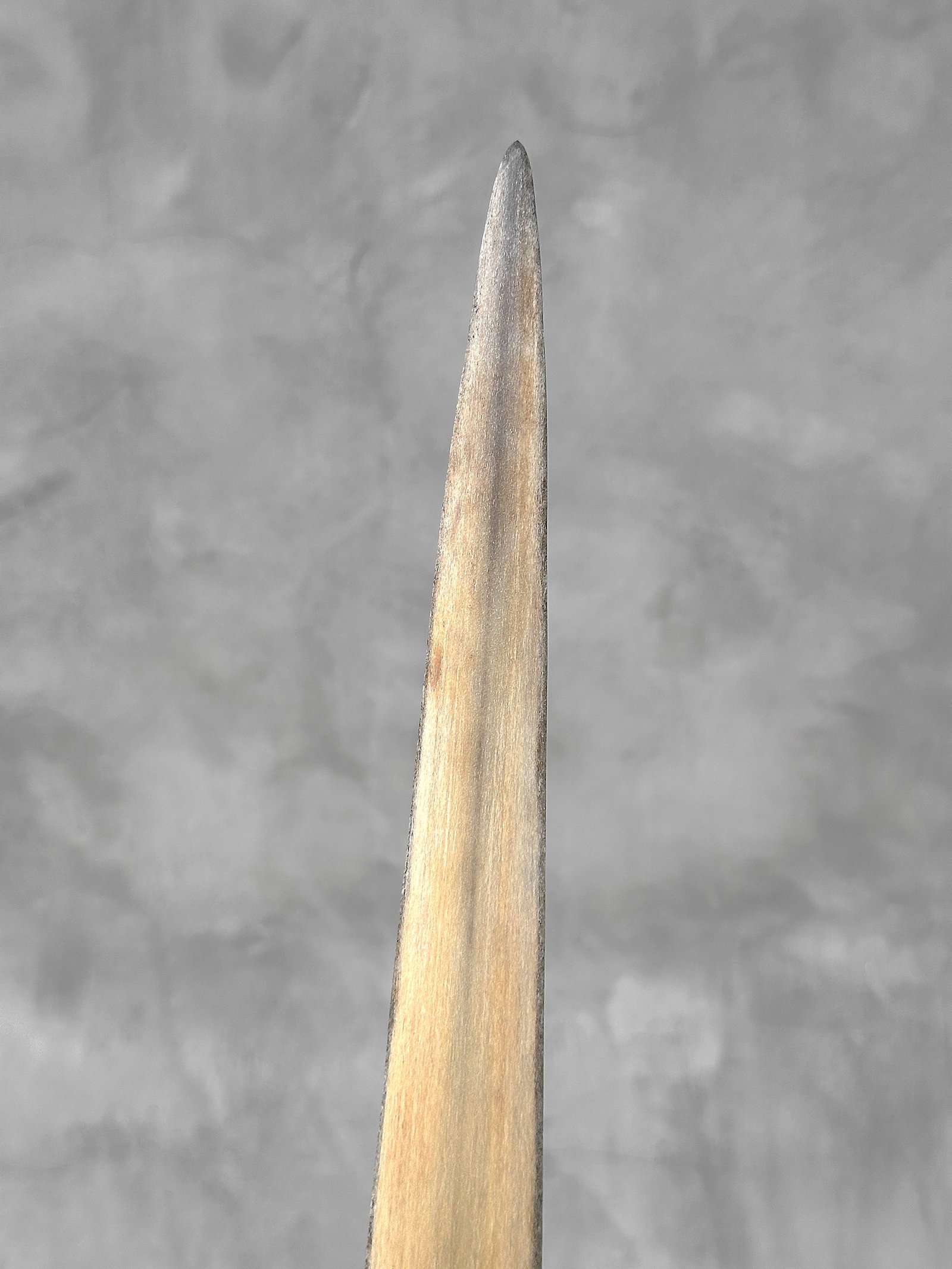 Swordfish tusk with stand - 8