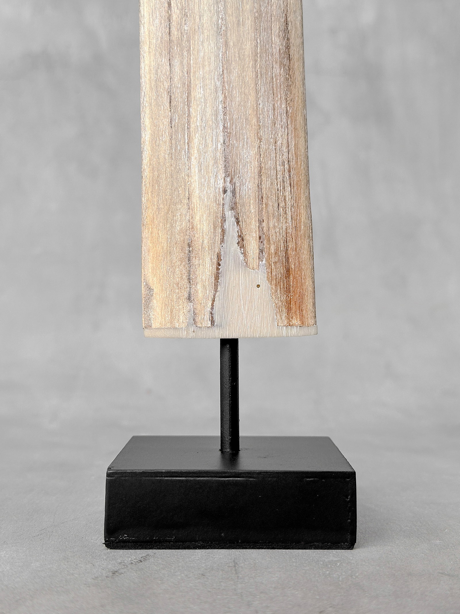 Swordfish tusk with stand - 9