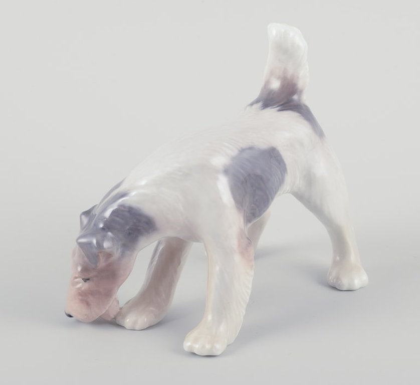 Royal Copenhagen. Porcelain figurine of a Wire Fox Terrier. Approx. 1930s. - 2
