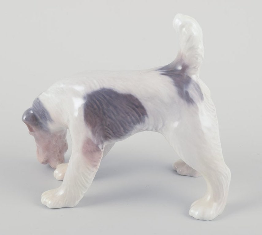 Royal Copenhagen. Porcelain figurine of a Wire Fox Terrier. Approx. 1930s. - 4