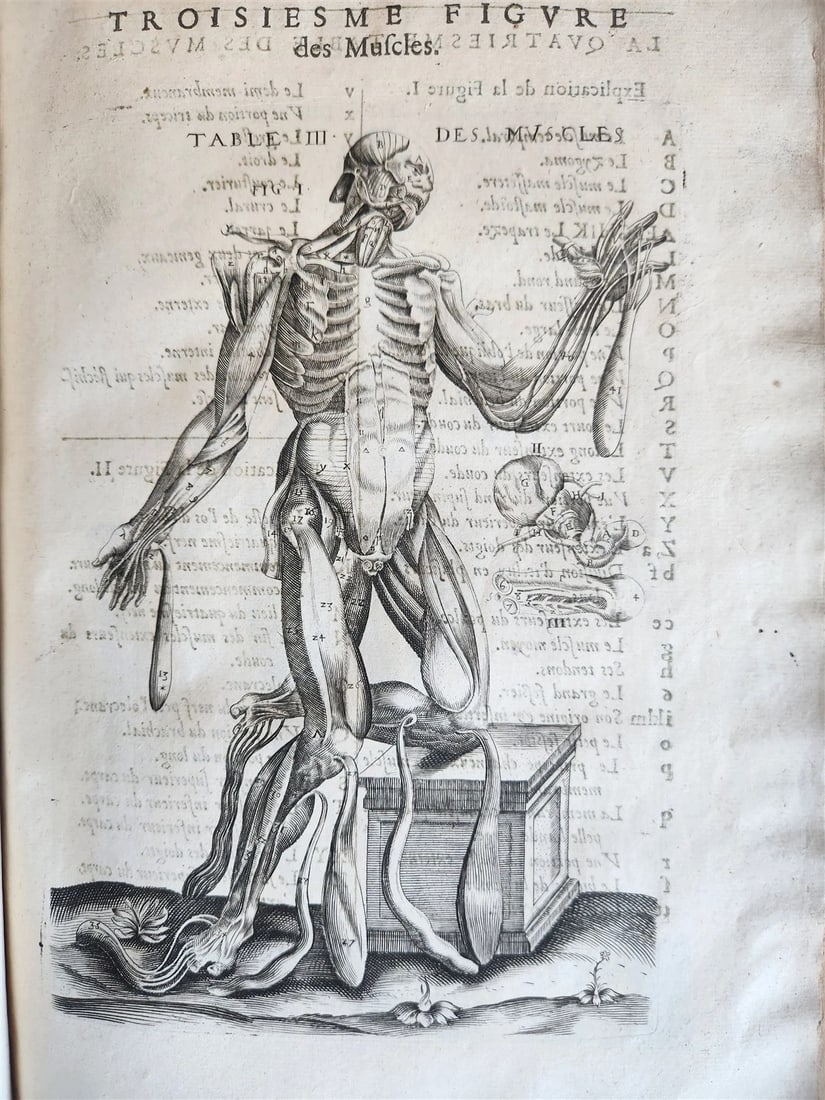 1646 ANATOMY ILLUSTRATED FOLIO antique MEDICAL Oeuvres de Me André dv Lavrens - 13