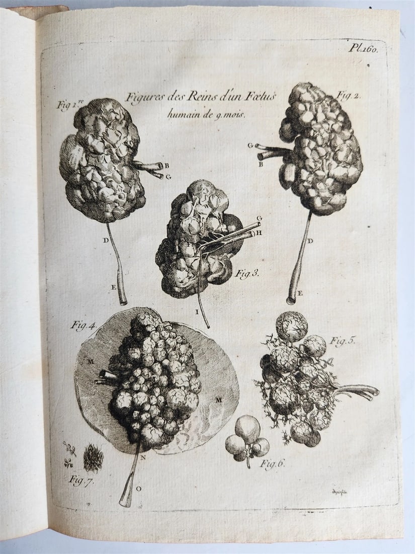 1763 MEDICAL TREATISE ILLUSTRATED ANATOMY by Francois PLANQUE antique V. 8 - 7