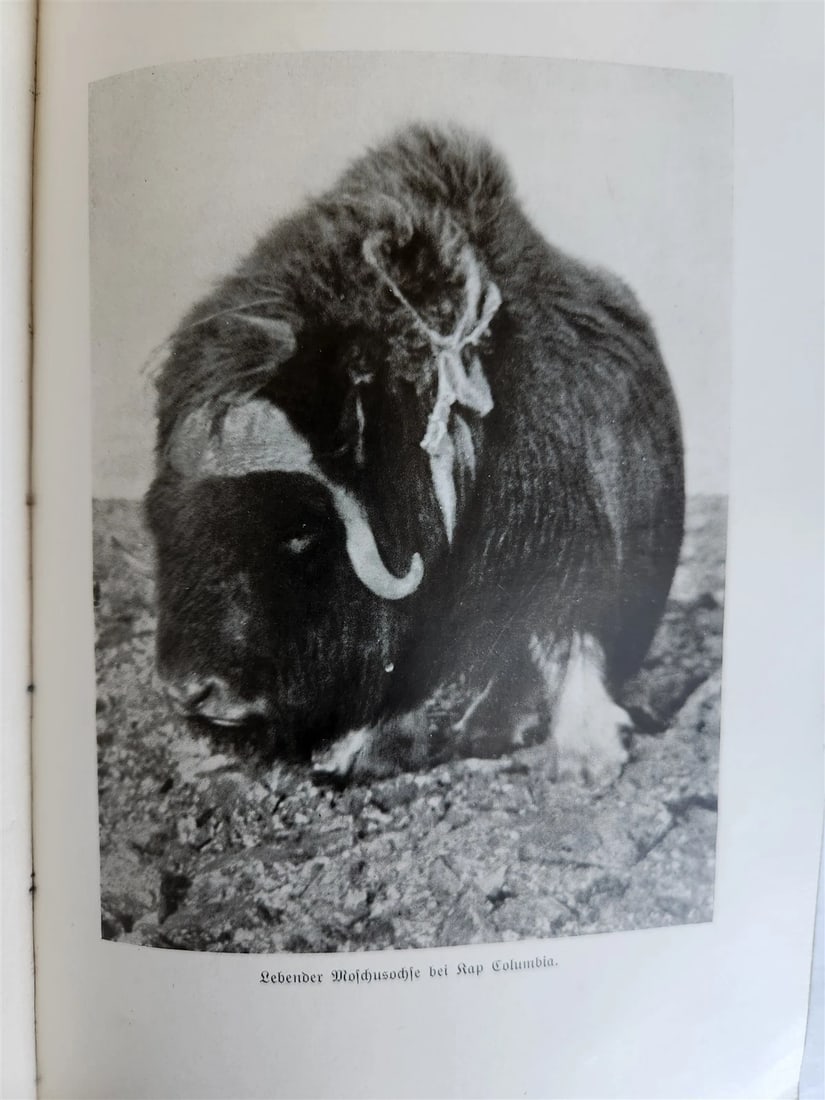 1907 NEAREST TO THE NORTH POLE by ROBERT PEARY in GERMAN antique ILLUSTRATED - 16
