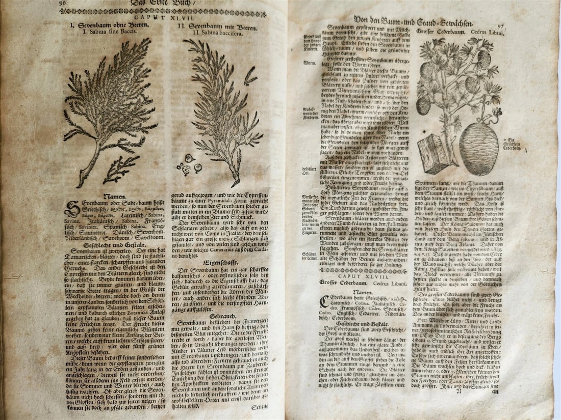 1696 THEATRUM BOTANICUM by Theodor ZWINGER antique ILLUSTRATED FOLIO in GERMAN - 4