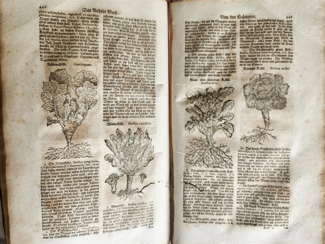 1696 THEATRUM BOTANICUM by Theodor ZWINGER antique ILLUSTRATED FOLIO in GERMAN - 7