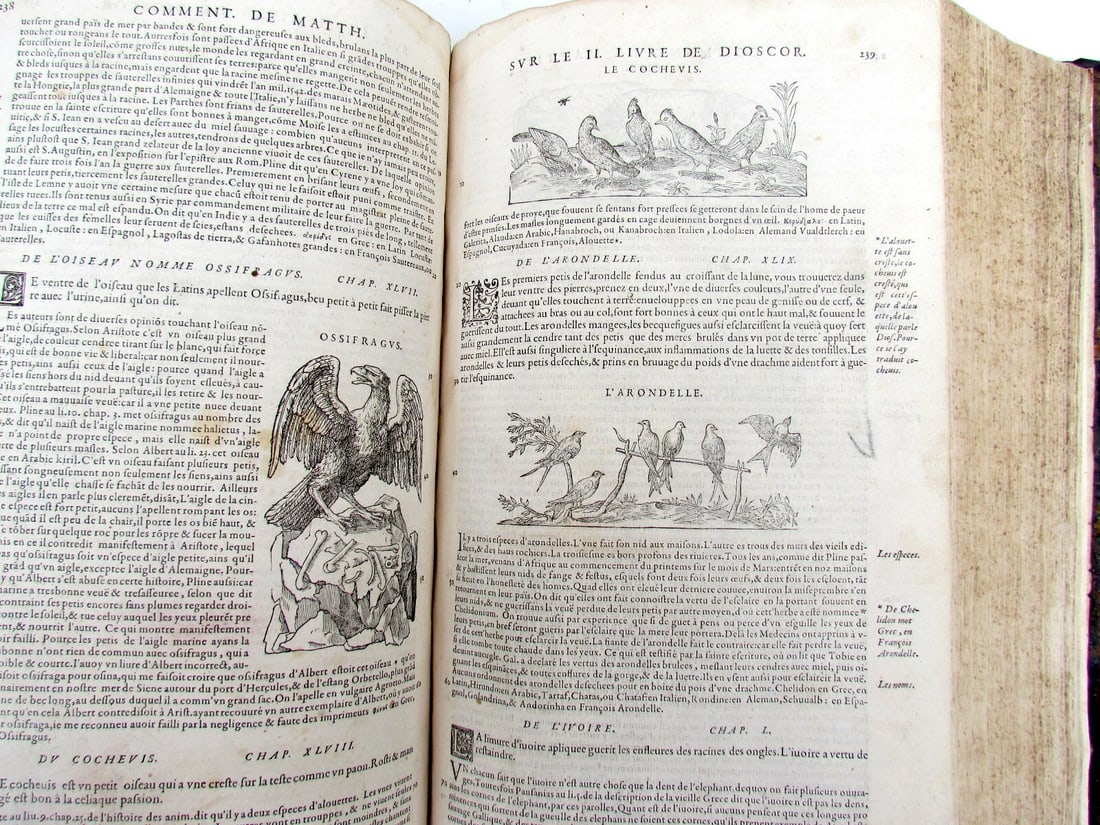 1579 MATTHIOLE COMMENTARIES ILLUSTRATED PLANTS ANIMALS antique 16th cent. FOLIO - 16