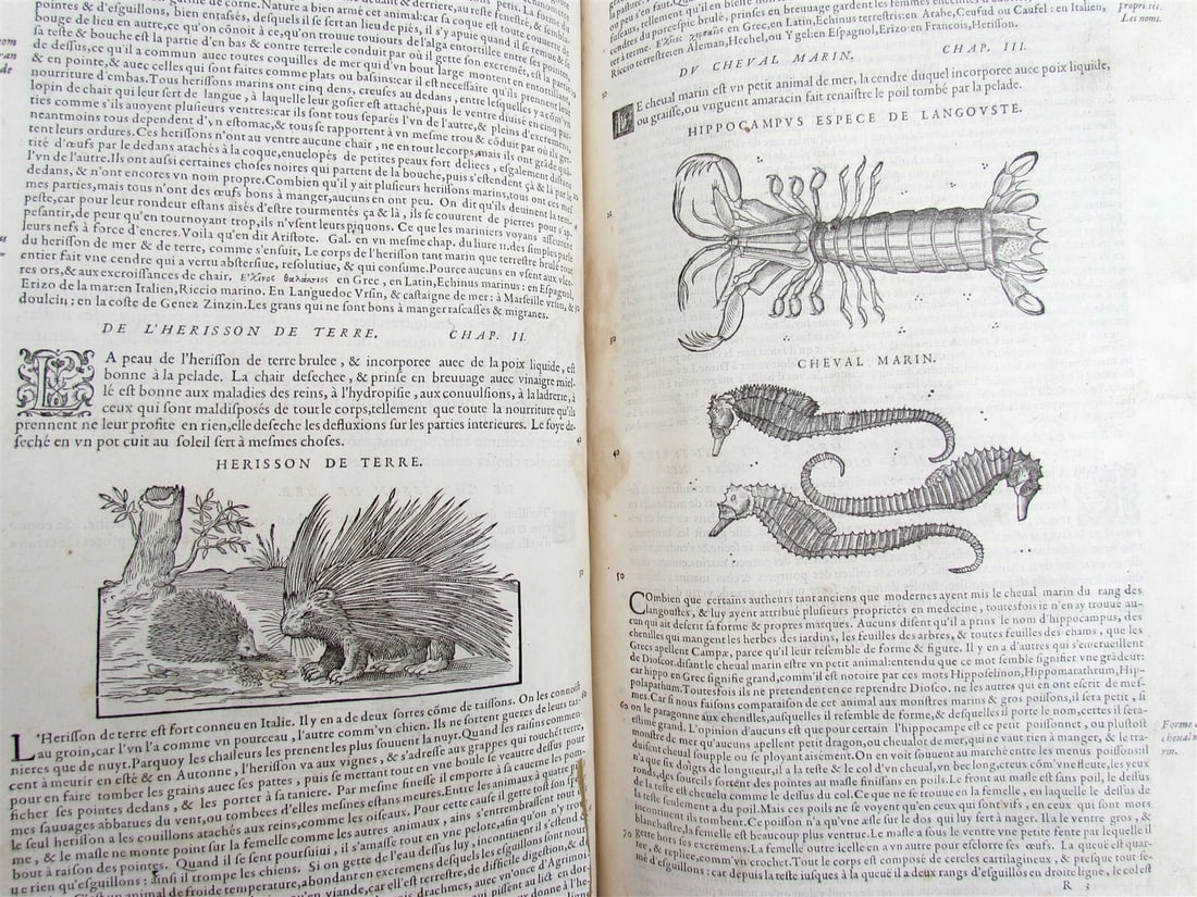 1579 MATTHIOLE COMMENTARIES ILLUSTRATED PLANTS ANIMALS antique 16th cent. FOLIO - 6