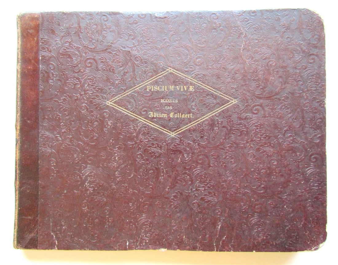 1610 PISCIUM VIVAE ICONES antique 20 ENGRAVINGS by ADRIAEN COLLAERT scarce - 2