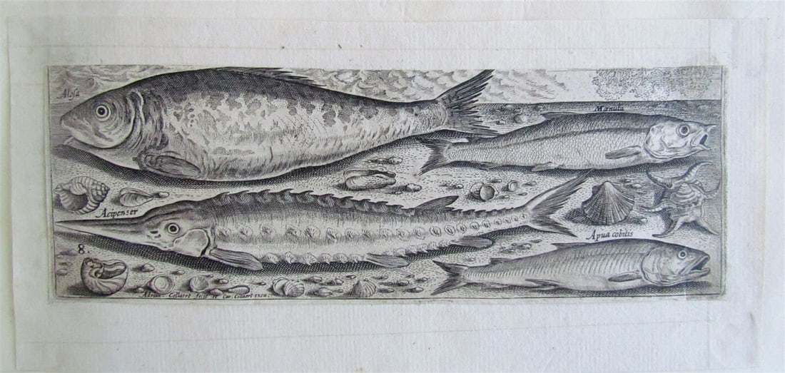 1610 PISCIUM VIVAE ICONES antique 20 ENGRAVINGS by ADRIAEN COLLAERT scarce - 7