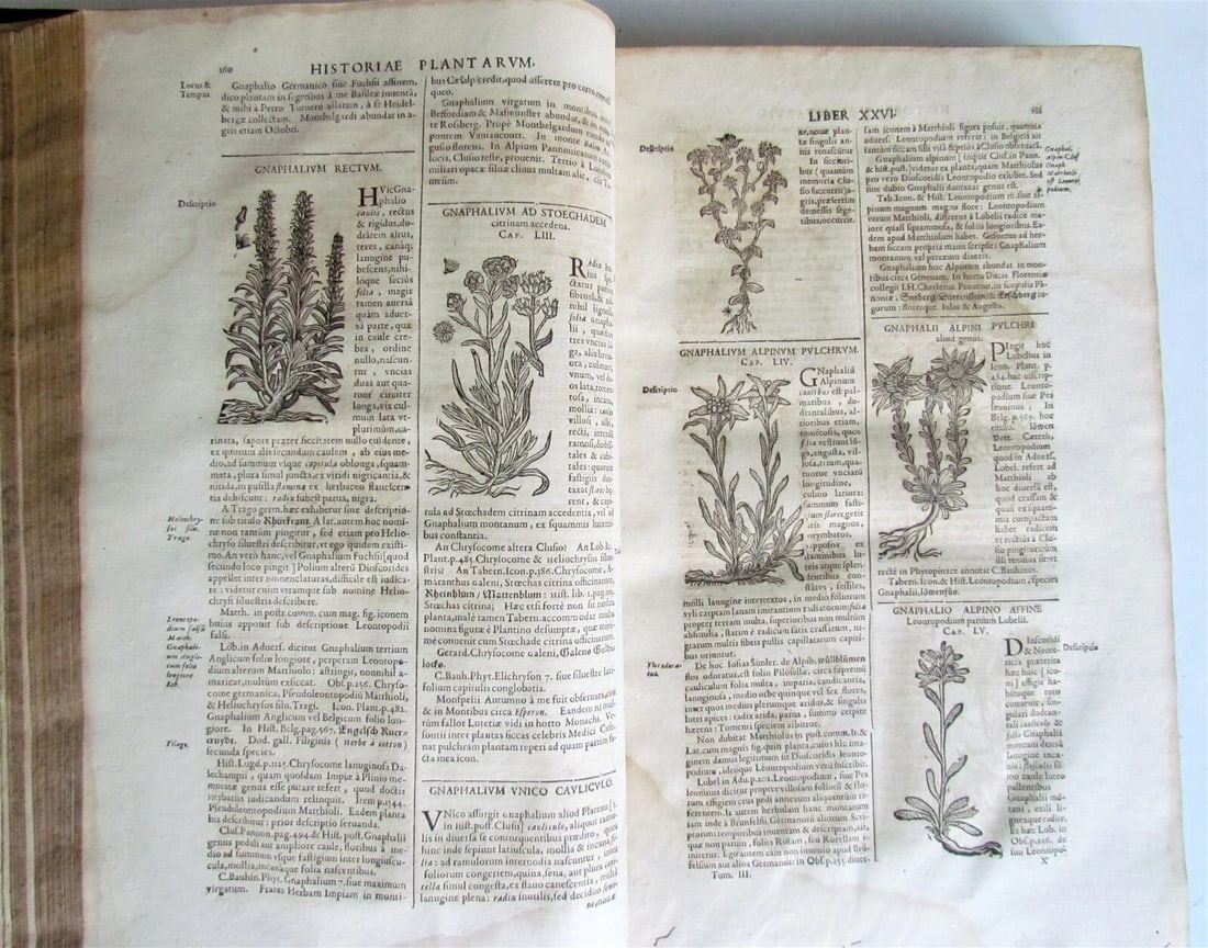 1651 HISTORIAE PLANTARUM UNIVERSALIS v.3 by J. Bauhin antique BOTANY ILLUSTRATED - 4