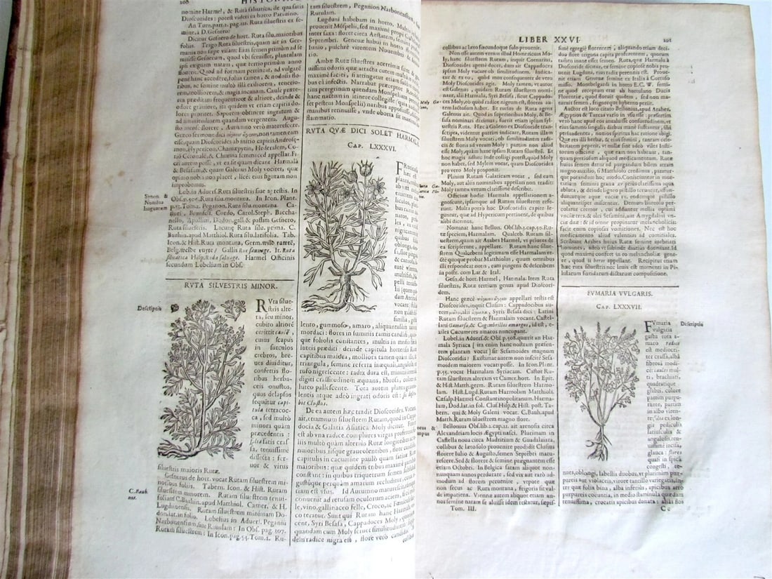 1651 HISTORIAE PLANTARUM UNIVERSALIS v.3 by J. Bauhin antique BOTANY ILLUSTRATED - 5
