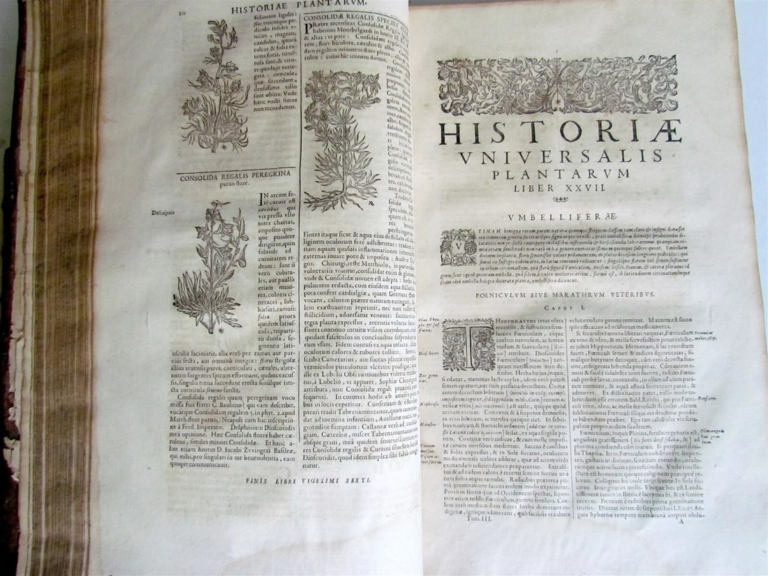 1651 HISTORIAE PLANTARUM UNIVERSALIS v.3 by J. Bauhin antique BOTANY ILLUSTRATED - 6
