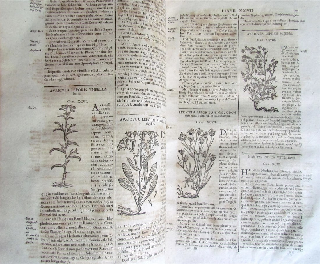 1651 HISTORIAE PLANTARUM UNIVERSALIS v.3 by J. Bauhin antique BOTANY ILLUSTRATED - 7