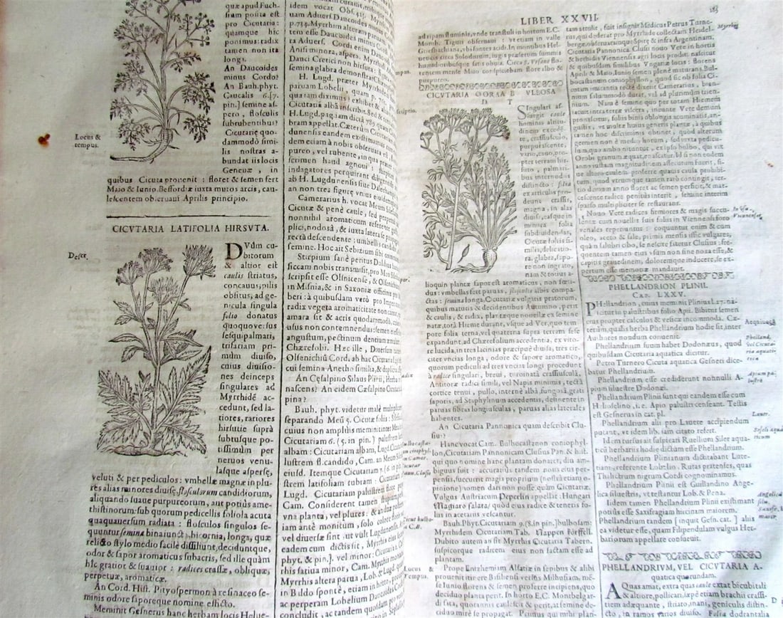 1651 HISTORIAE PLANTARUM UNIVERSALIS v.3 by J. Bauhin antique BOTANY ILLUSTRATED - 8