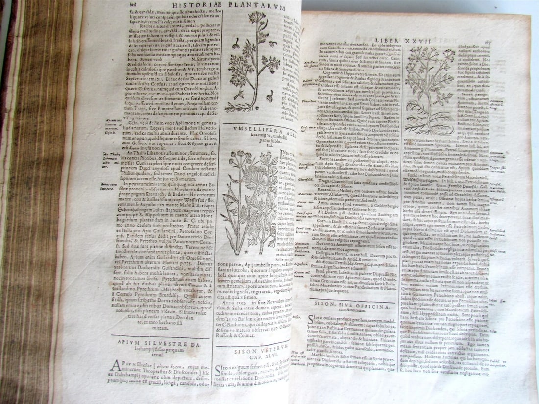 1651 HISTORIAE PLANTARUM UNIVERSALIS v.3 by J. Bauhin antique BOTANY ILLUSTRATED - 9